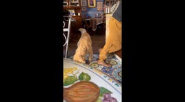 Playful dog with grandpa in Napoli, Italy
