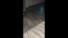 Two mice run around bedroom in Karasuk, Russia