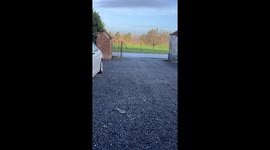 Four Rhode Island Red chickens run to their owner in Tournai, Belgium