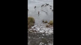 Dog chases ducks into frozen river in Ekaterinburg, Russia