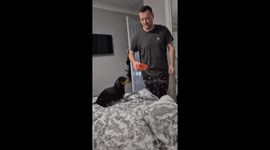 Adorable dachshund excitedly unwraps Christmas gift in England, UK