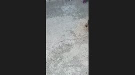 Bulldog aggressively reacts to its reflection in Mexico