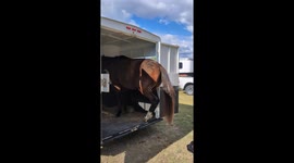 Horse Tiptoes Out of Trailer