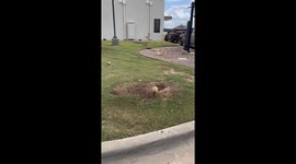 Taco Bell Prairie Dog Colony