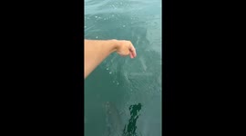 Tarpon Lunges Out of the Water Toward Man’s Hand