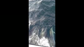 Cornwall Galloper's Cornish Adventure: Tuna Fishing and Common Dolphin Encounters near Falmouth