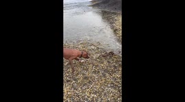 Dog and Octopus Meet on the Beach