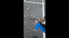 Mein Jack Russel Terrier hat ein Kraft wie ein Löwen.