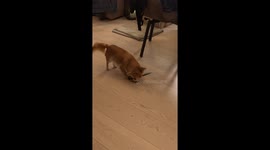 Chihuahua Up to No Good With Scissors