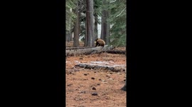 There Can Only Be One Bear on the Tree