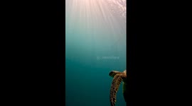 Unbelievable! Sea Turtle Steals Jellyfish Snack From Diver - 4M Views!