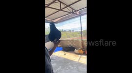 China: Crow Raised Since Young Flies Away but “Returns Late,” Surprising Viewers