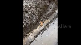 China: Heartwarming Rescue: Sick Dog Walker Saves Kitten Stuck in Mud Pit