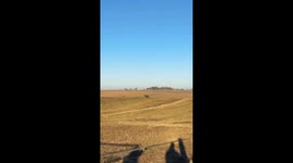 Bison Bouncing With Joy