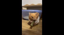 Ravenous hamster tries to stuff oversized snack into its cheeks