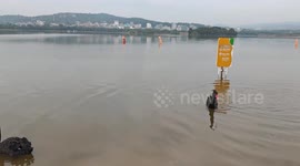 Tourists help free black swan after spotting its legs bound