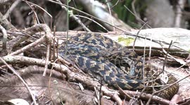 Australia’s largest snake – an immature but formidable Australian Scrub Python in the Lake Barrine rainforest.