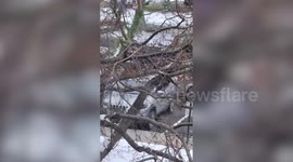 Cops hunting wanted man after alleged murder find suspect up a tree