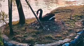 Black swan mother fends off persistent rat trying to steal eggs from nest
