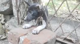 Puppy’s head trapped between iron door bars, prompts swift rescue operation from concerned officials