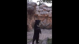 A bear taking a bath