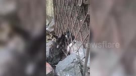 Longer Version_Puppy’s head trapped between iron door bars, prompts swift rescue operation from concerned officials