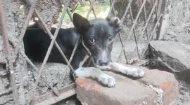 Longer Version_Puppy’s head trapped between iron door bars, prompts swift rescue operation from concerned officials