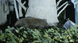 US, Los Angeles: La Canada Flintridge Hungry Bear Roams Neighborhood