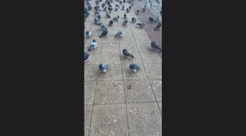 Large flock of stationary pigeons gathers on the ground in Manchester, UK