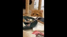 Cat tries to steal cafe customer's lunch