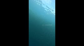 Free diver glides through hundreds of sardine fish