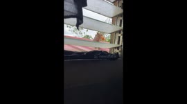 Cat hides out on roof with stolen fried chicken in its mouth