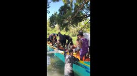 Locals haul ashore half-tonne blue marlin fish in the Philippines