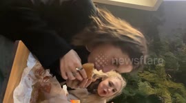 Dog is staring while we were eating burger