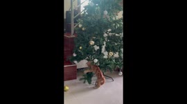 Cat gets into Christmas spirit climbing tree and playing with baubles
