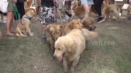 Argentina: Thousands of Golden Retrievers Gather in Buenos Aires to Break a Record