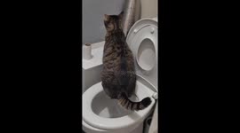 Cat Taught Himself How to Use the Toilet