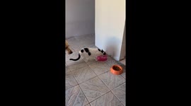 Pets Line Up For Drinks Of Water