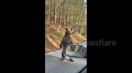 Romania: Bear is staring while we were feeding them