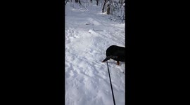 Rottweiler enjoys a peaceful snowy stroll at Crab Orchard, USA