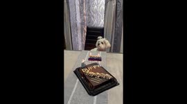 Dog celebrates its birthday in Casalmaggiore, Italy