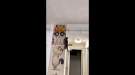 Pet cat snatches corn from owner in Hunan, China