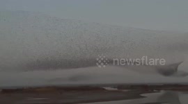 Stunning bird murmuration lights up skies in Shandong, China