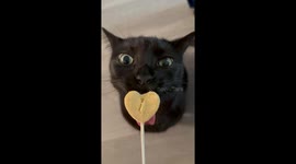 Black Cat Betrayed By Tasty Treat