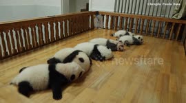 China: Adorable footage shows giant panda cubs writhing around on bed