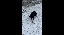 Pup Scoots Butt Down Snowy Hill
