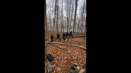 Tree-ter Totter In The Woods