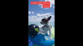 Jack Russel Terrier mit Sonnenbrille am Meer