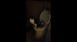 Found My Cat Peeing in the Toilet