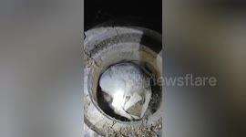 Heroic Rescue: Cow Saved After Falling into Sewer in Shahdol, Madhya Pradesh